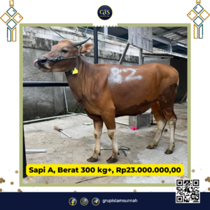 Sapi A, Berat 300 kg+, Rp23.000.000,00